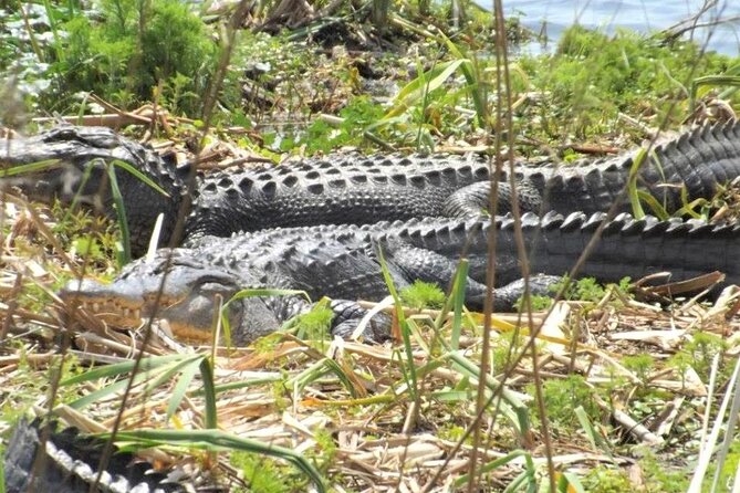 2-Hour Guided Segway Tour of Huntington Beach State Park in Myrtle Beach - Why a Segway works so well here