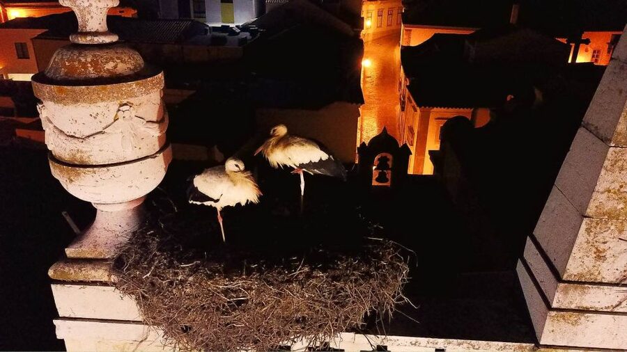 Faro: Night Segway Tour with Cocktails - My final recommendation