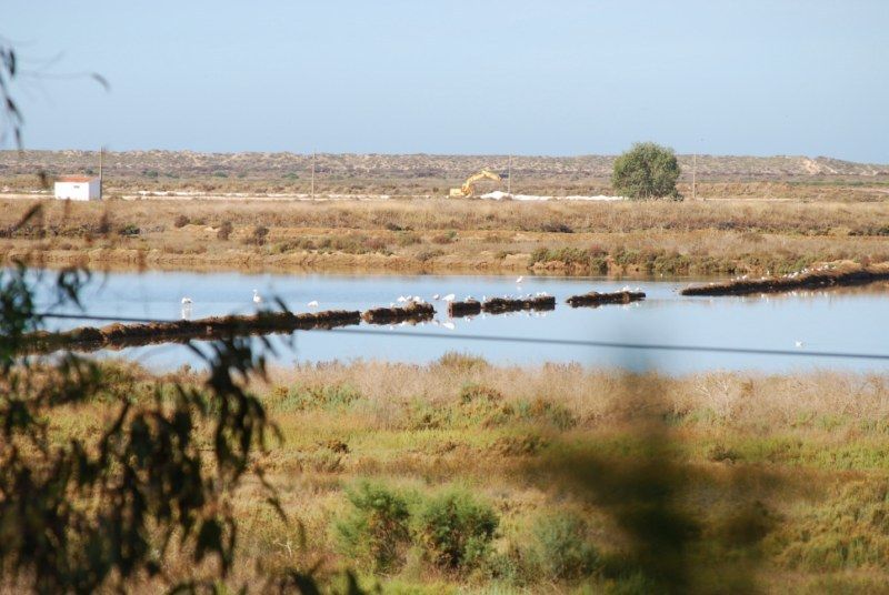 Faro: Ria Formosa Natural Park Segway Tour & Birdwatching - Why a Segway works well in Ria Formosa