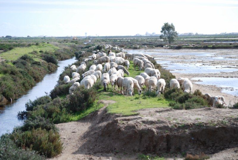 Faro: Ria Formosa Natural Park Segway Tour & Birdwatching - The first ten minutes: learning to ride