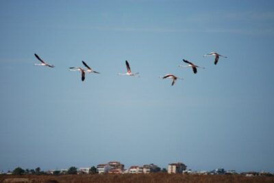 Faro: Ria Formosa Natural Park Segway Tour & Birdwatching
