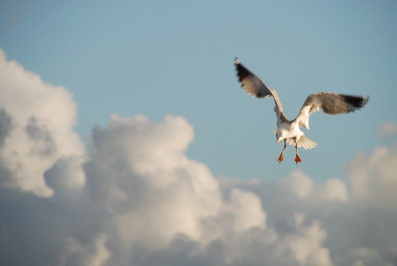 Faro: Ria Formosa Natural Park Segway Tour & Birdwatching - Ludo and the birdwatching stops