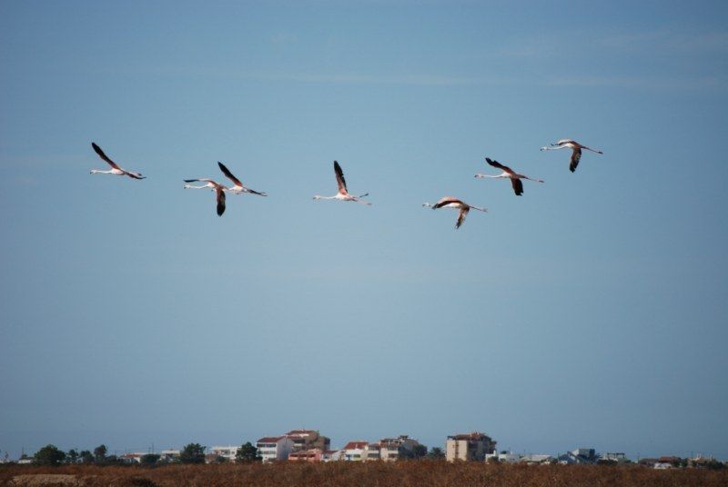 Faro: Ria Formosa Natural Park Segway Tour & Birdwatching - From the beach parking area into protected nature