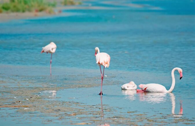 Flamingos Sightseeing Segway Tour - Key points to know before booking