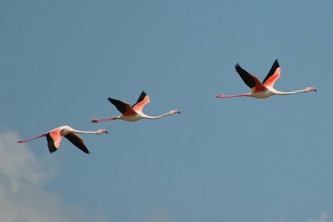 Flamingos Sightseeing Segway Tour - Molentargius-Saline and the flamingos