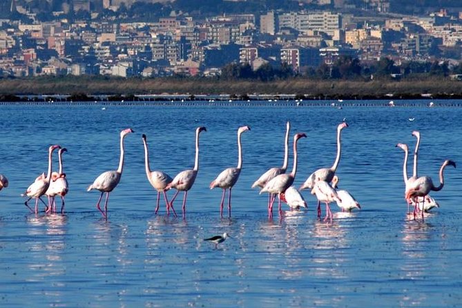Flamingos Sightseeing Segway Tour - From Via Sant’Eulalia to Cagliari’s harbor