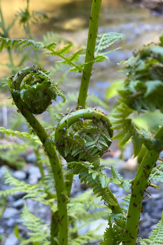 Juneau: Rainforest Photo Safari on a Segway - Key points to know before booking