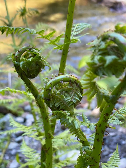 Juneau: Rainforest Photo Safari on a Segway - Seven minutes on foot to a secluded beach