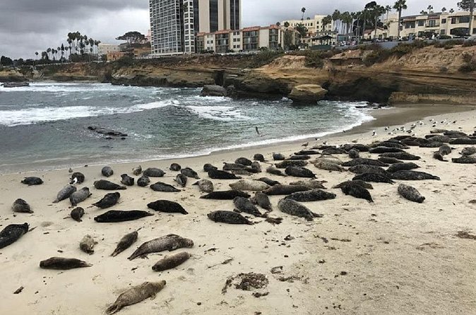 Private Segway Experience Through La Jolla - Coastal views, pools, and sea lions