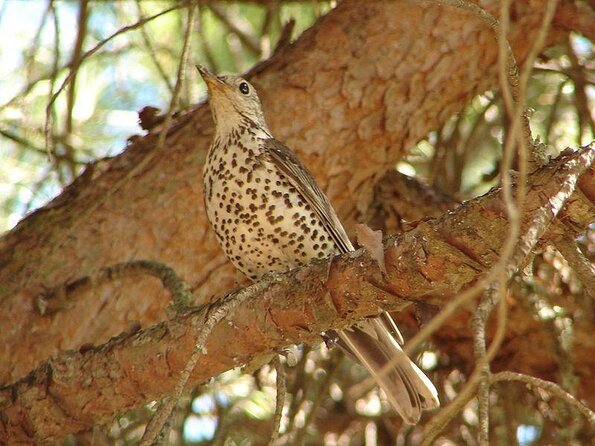 Ria Formosa Natural Park Birdwatching Segway Tour from Faro - Key points before you book