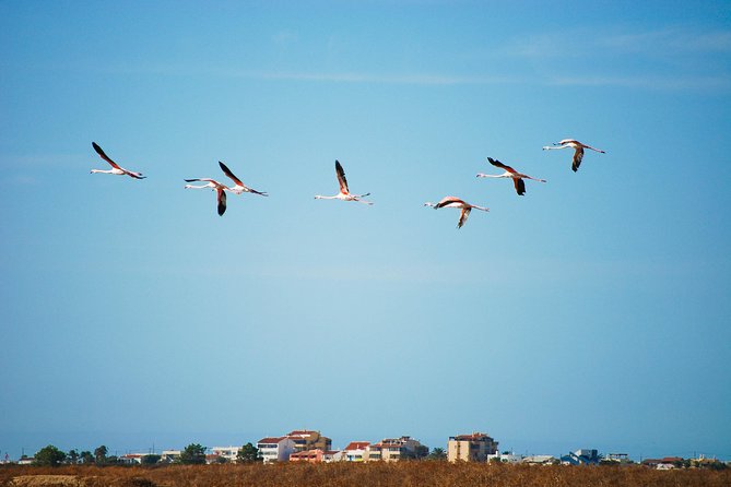 Ria Formosa Natural Park Birdwatching Segway Tour from Faro - The guides make the short tour work