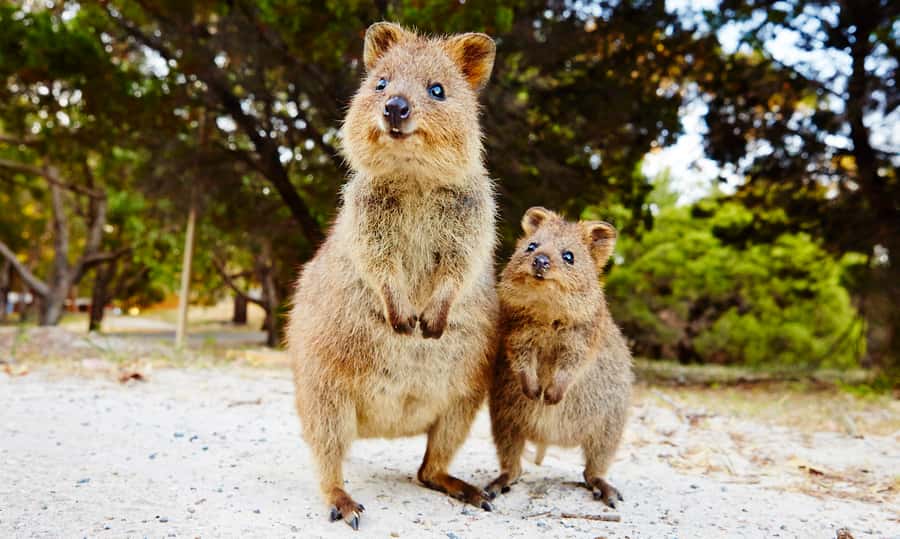 Rottnest Island Segway 1-Hour Settlement Tour - The training that settles first-time nerves