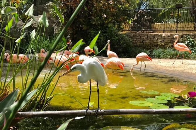 Saint Petersburg Eco Segway Tour - Forty minutes inside Sunken Gardens