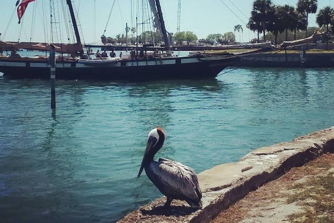 Saint Petersburg Historic Segway Tour - The St. Petersburg Pier and Tampa Bay wildlife