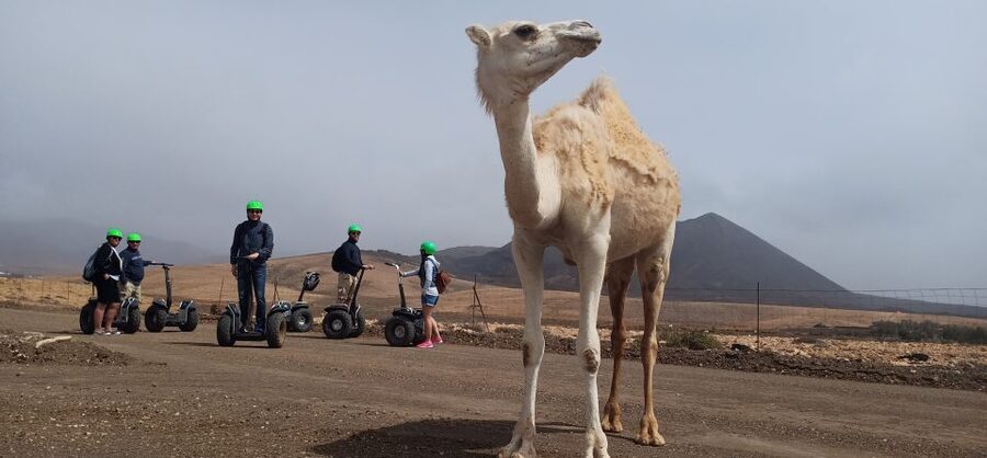 Tiscamanita: Segway Tour, Aloe Vera Farm & Mills Museum - Is $105 a fair price?