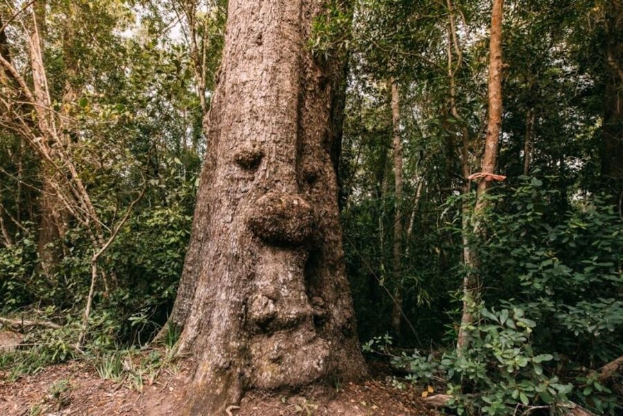 Tsitsikamma National Park: 1 or 2-Hour Segway Tour - The pine forest route and the change in scenery